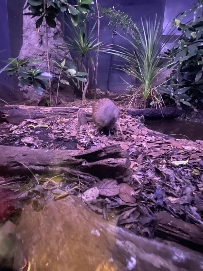 The Nocturnal Kiwi