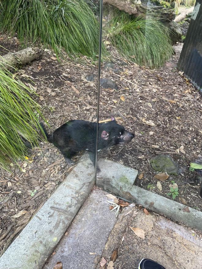 The Tasmanian Devil