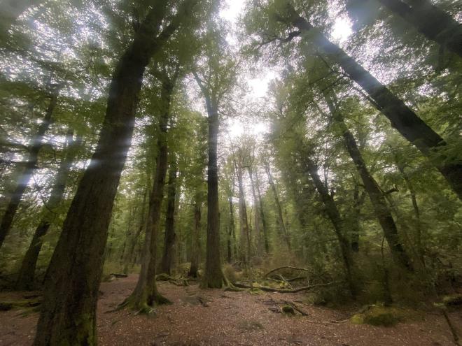 The forests of Lothlórien
