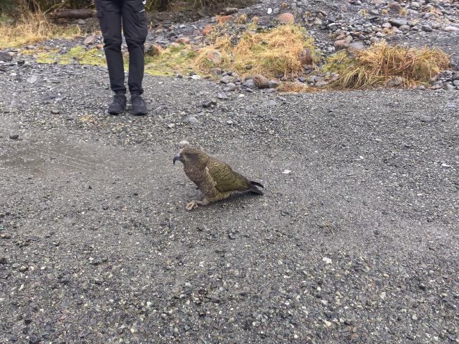 A Kia wandering along the ground shaking down tourists for food