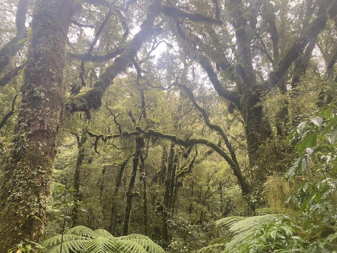 Tropical Rainforest after Homer Tunnel