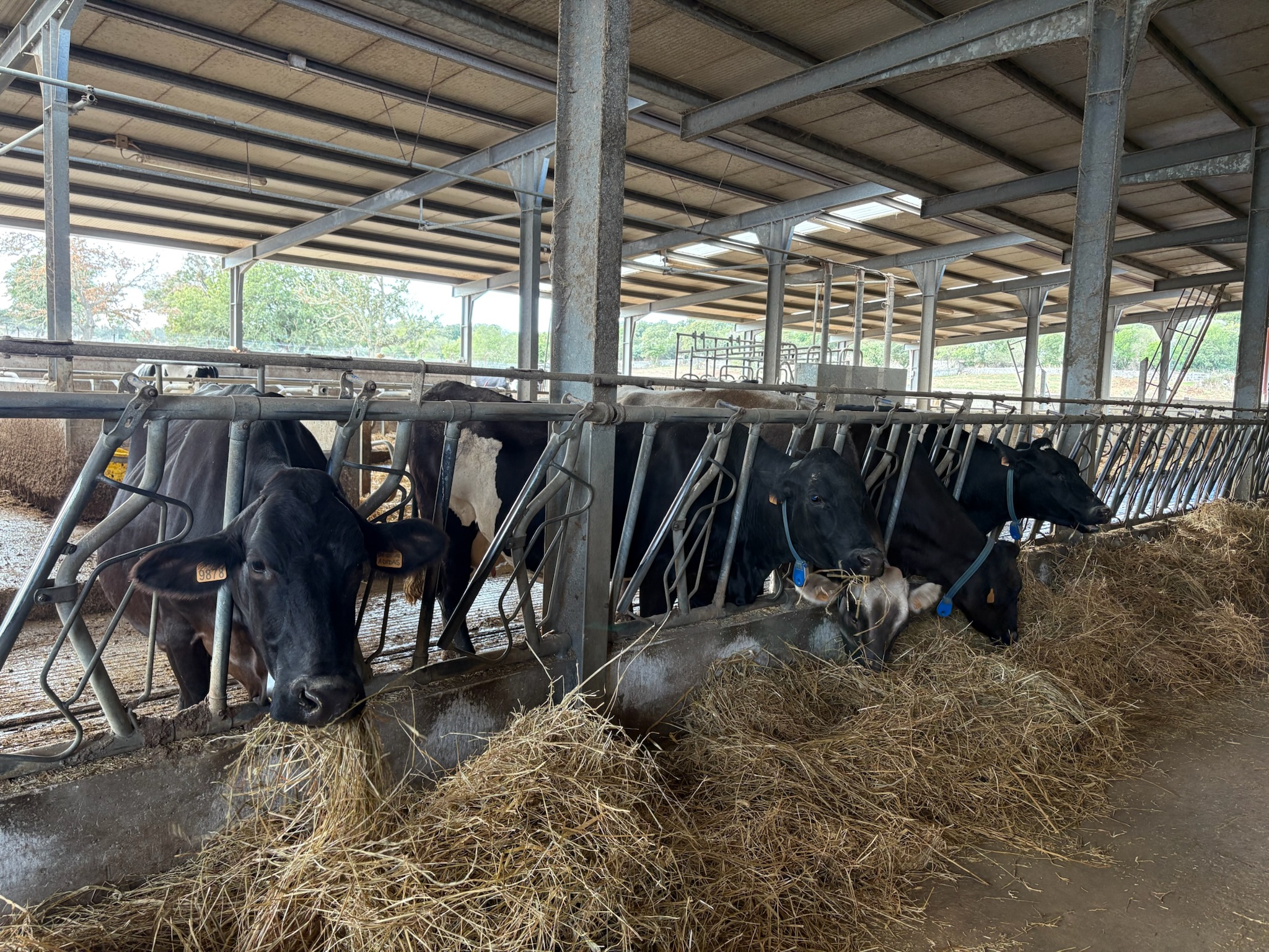 The cows behind the cheese