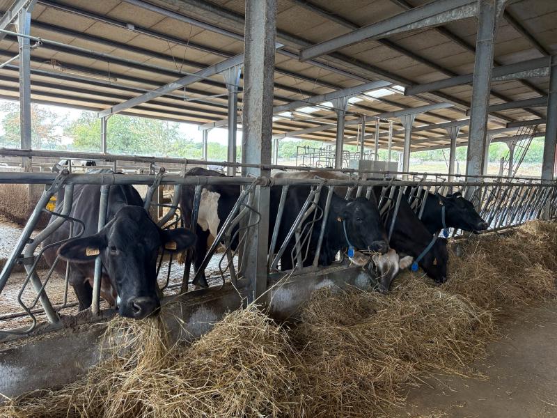 The cows behind the cheese