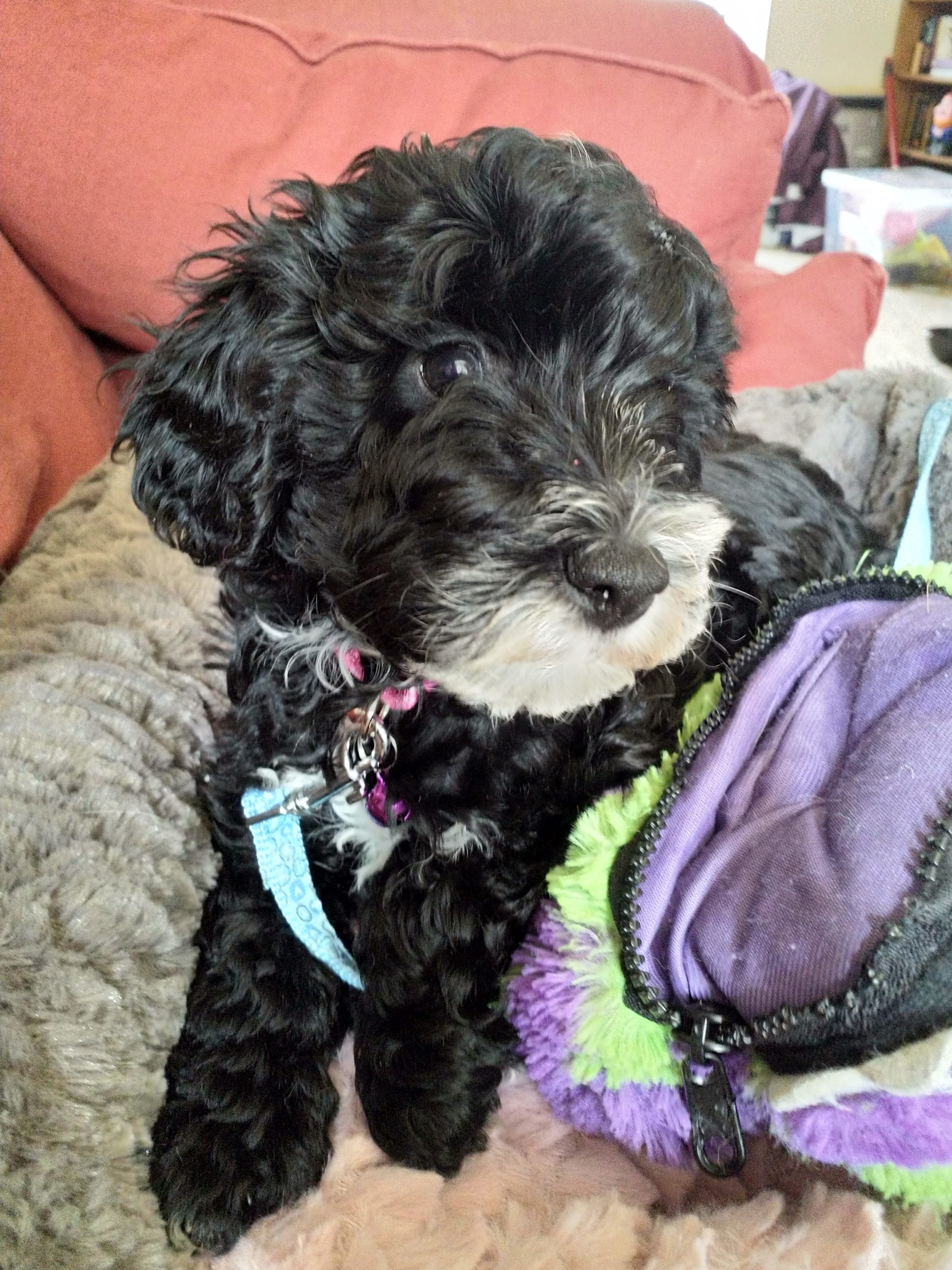 A black puppy with curly hair and a white snout sat on a dog bed