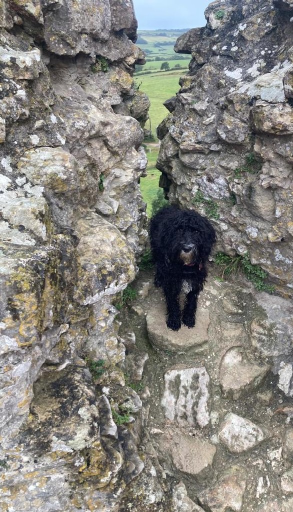 A small black dog standing in an opening of a castle wall