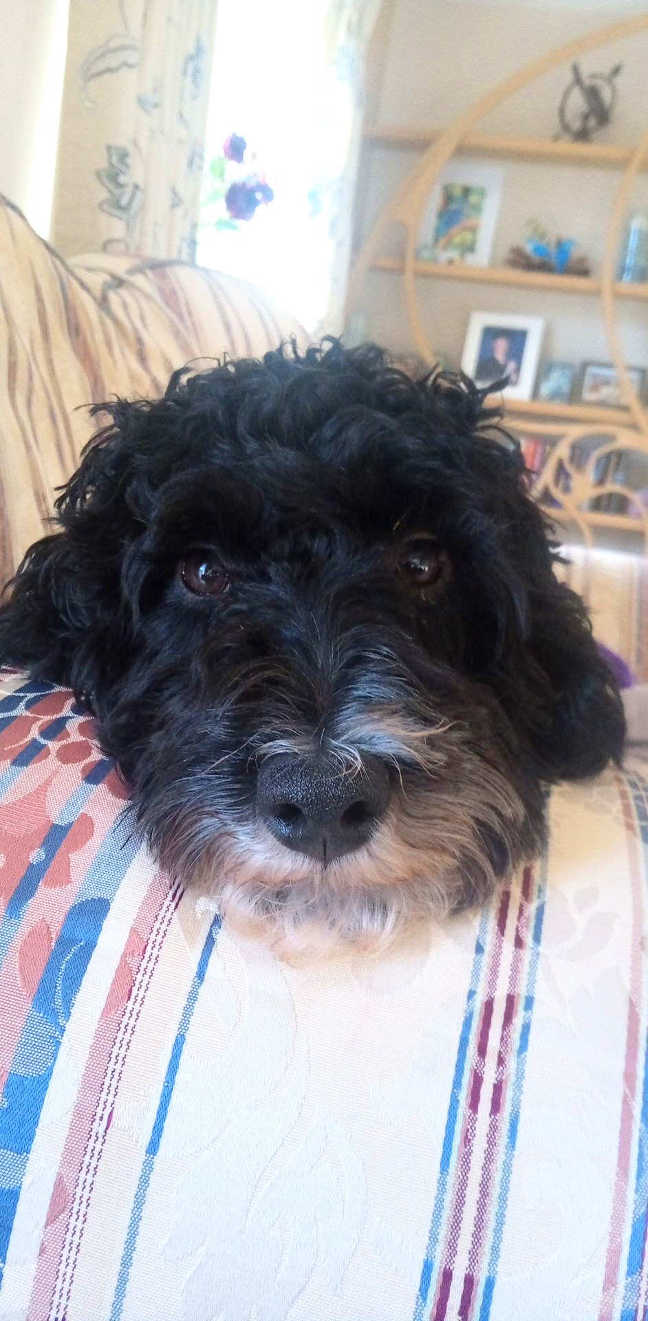 A black dog with a white snout resting its head on the arm of an armchair