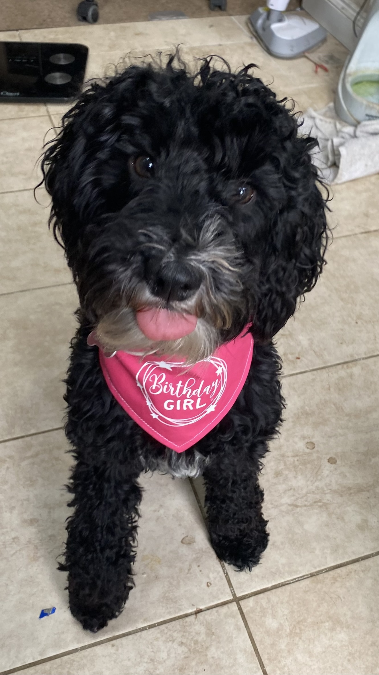 A black dog sitting wearing a pink bib saying birthday girl