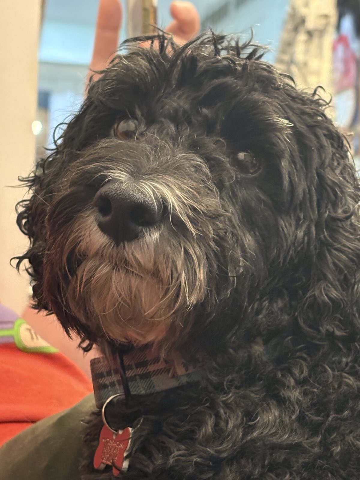 A black dog with a white snout and tartan collar