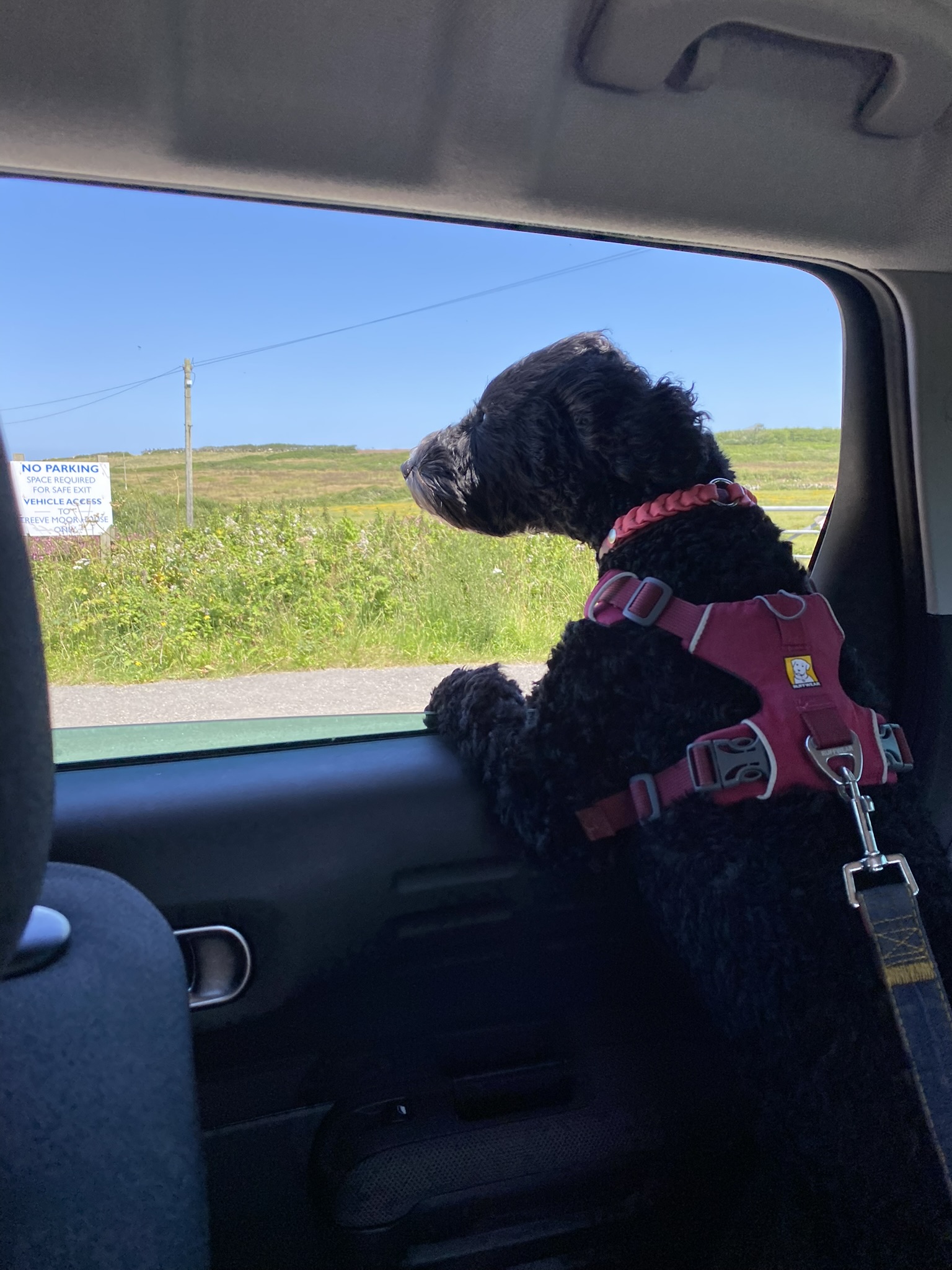 A black dog wearing a pink harness with its head out of a car window in motion