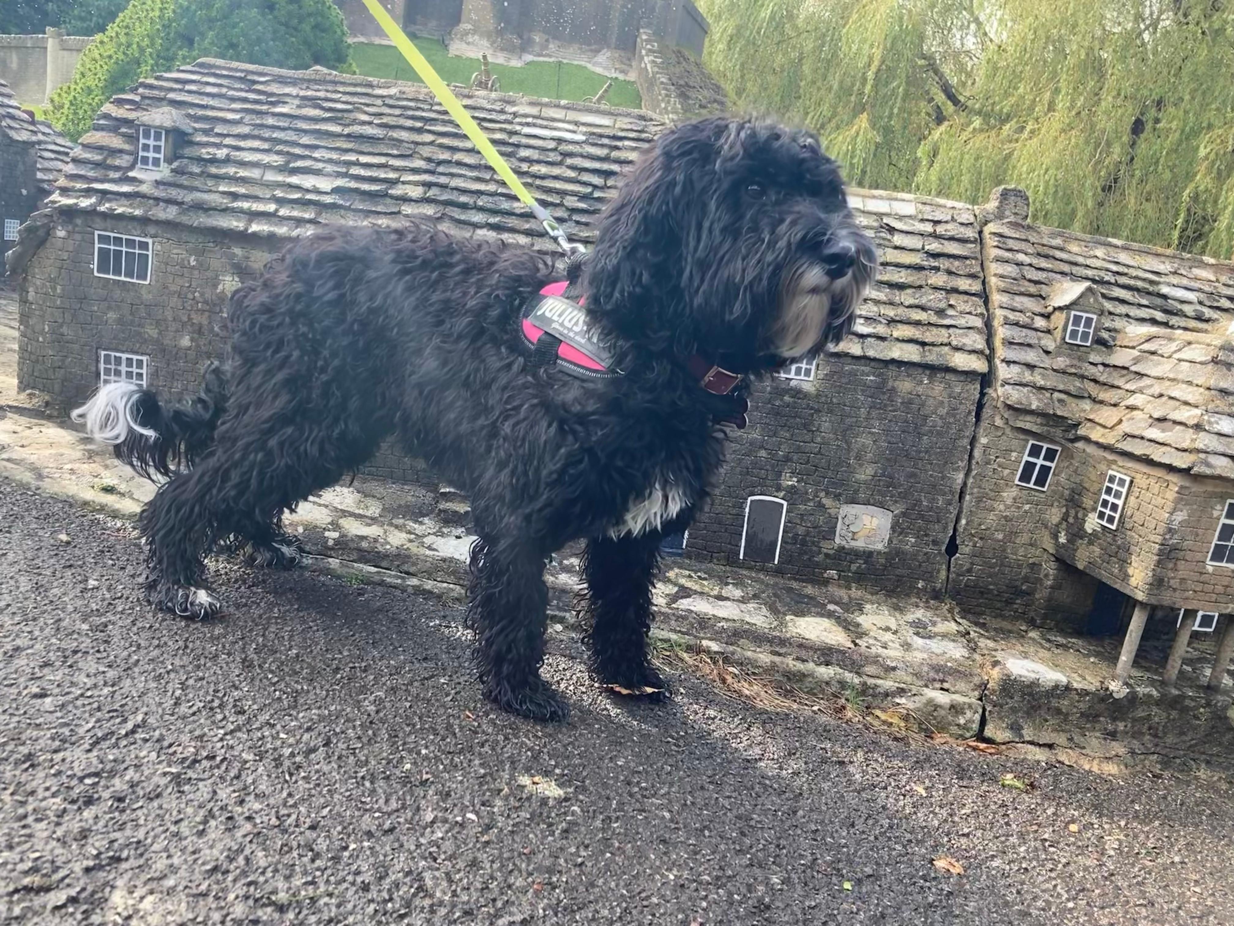 A small black dog standing next to a row of houses in a model village