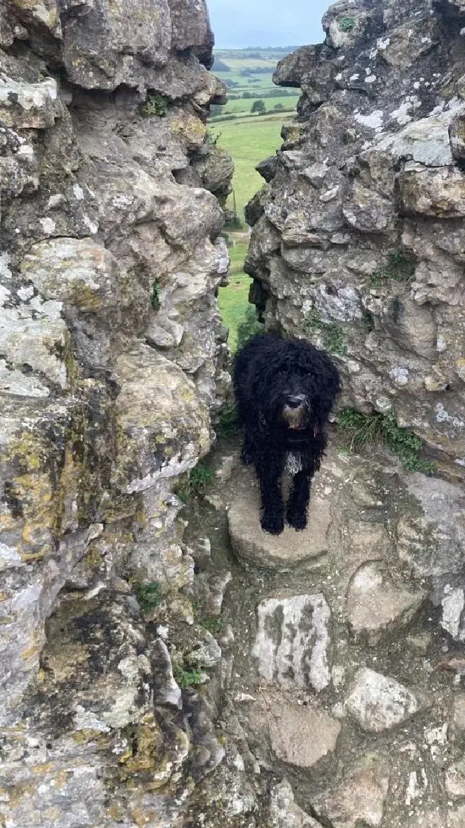 A small black dog standing in an opening of a castle wall