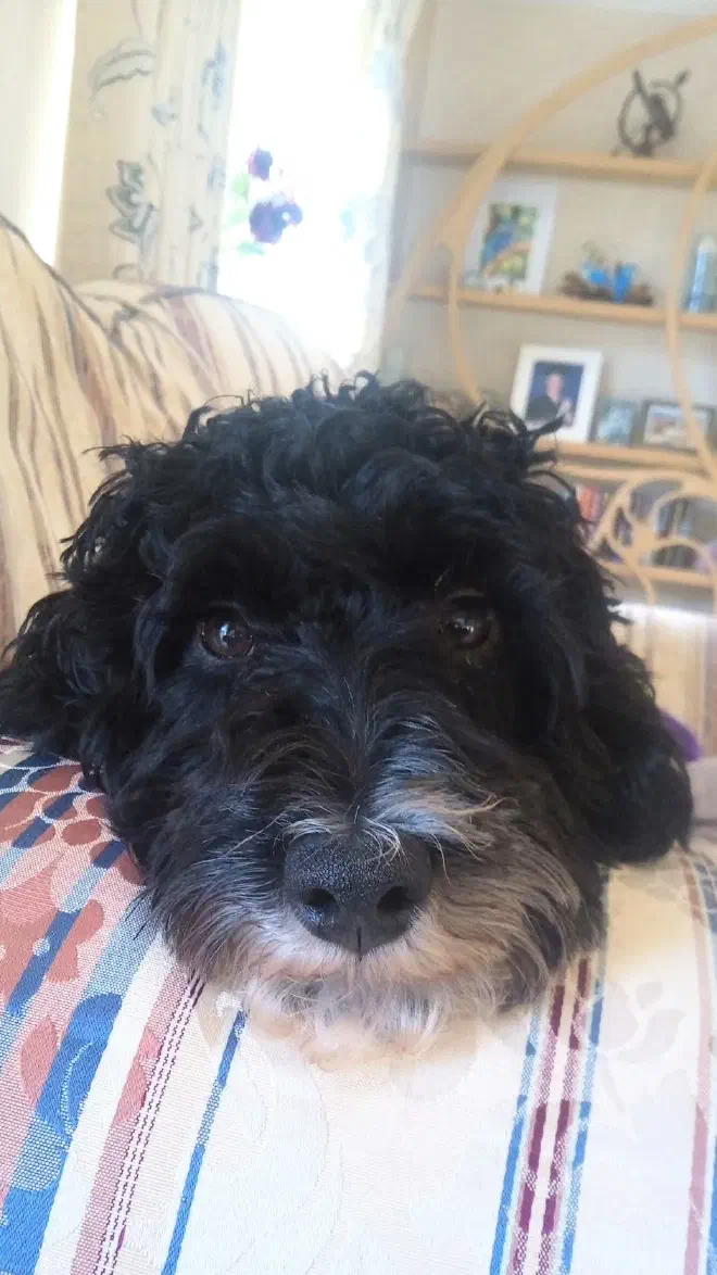A black dog with a white snout resting its head on the arm of an armchair