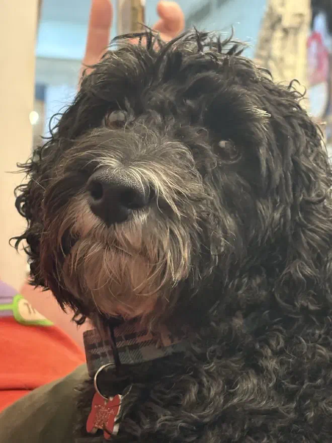 A black dog with a white snout and tartan collar
