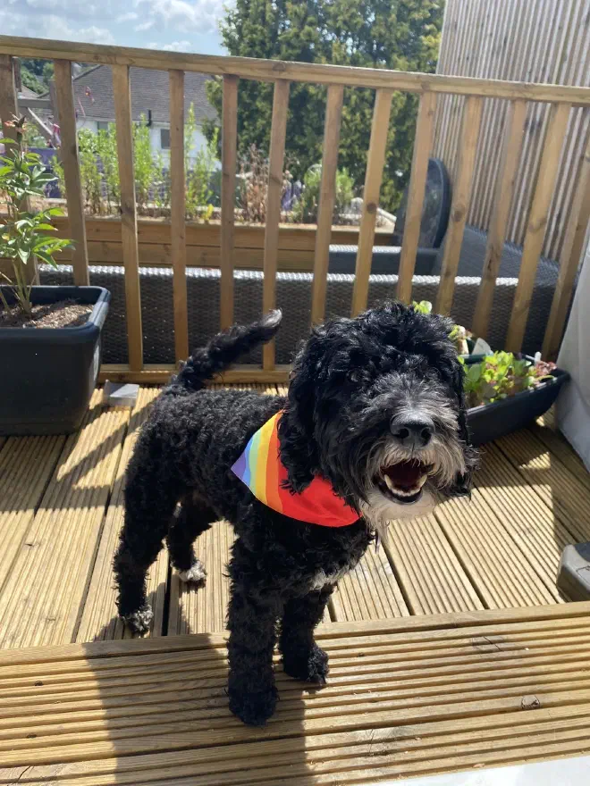 A black dog wearing a rainbow bib standing on wood decking in the sun