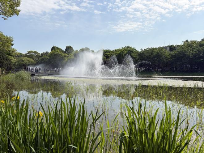A water fountain in a lake with long reeds in the foreground