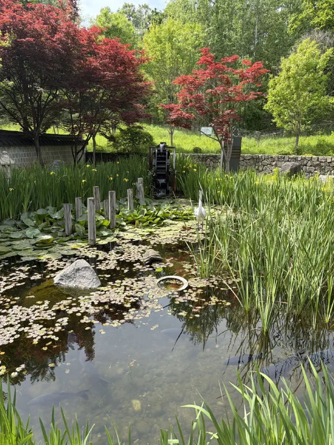 A small pond with reeds and a waterwheel surrounded by trees