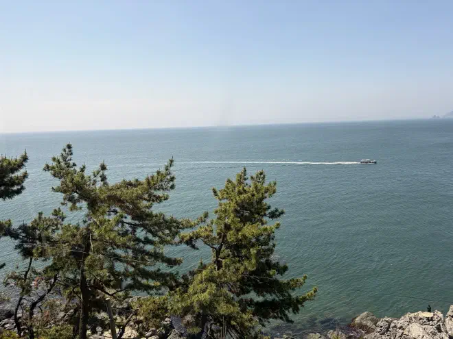A calm ocean on a sunny day. A boat travels across the water and a tree sits in the foreground