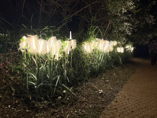 White light-up tulips beside a path at night