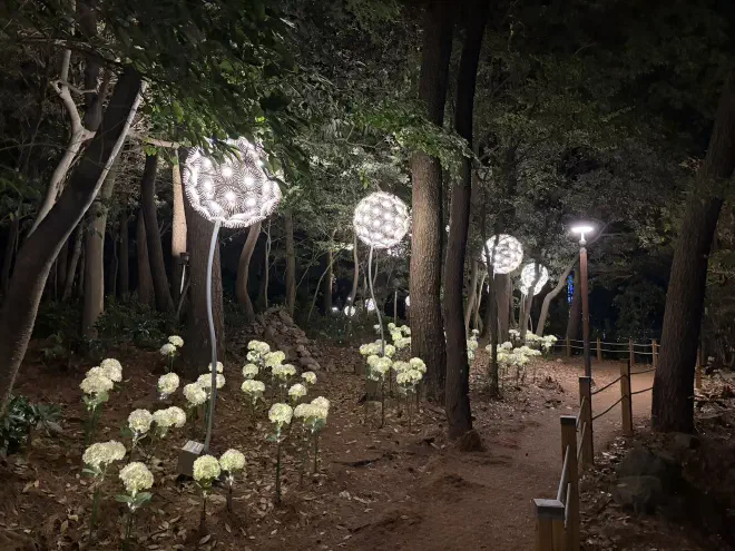 White two meter tall light-up dandelions sit beside a path at night