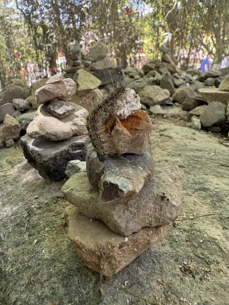 A spiky caterpillar sat on a stack of grey rocks