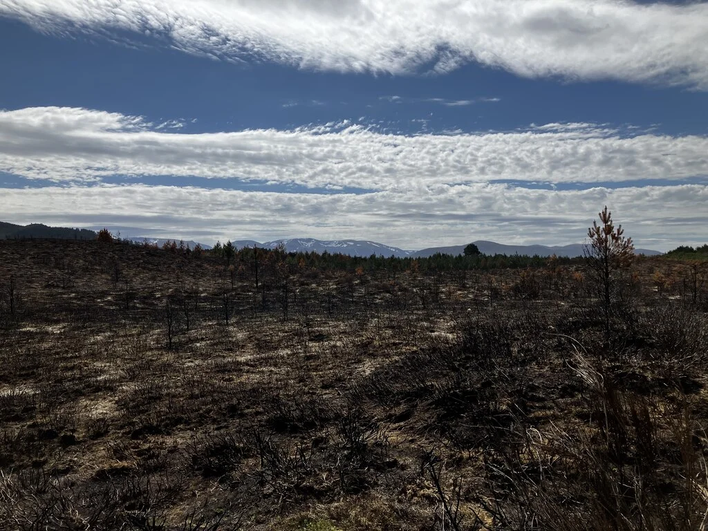 As the wildfires burned