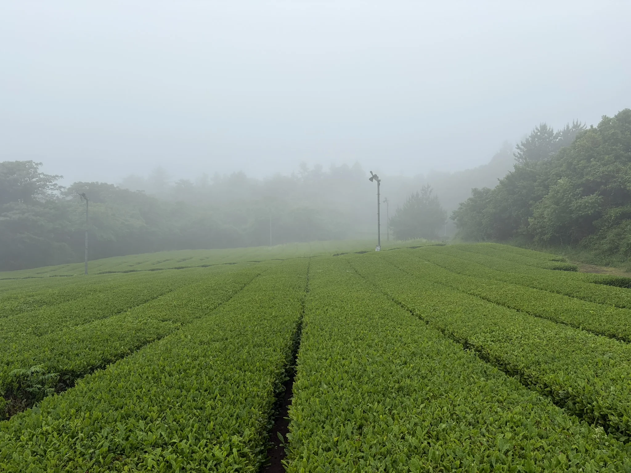 A field of tea Neat rows of vibrant green tea bushes stretch across a sloping plantation, gradually fading into dense fog that obscures distant trees and the horizon