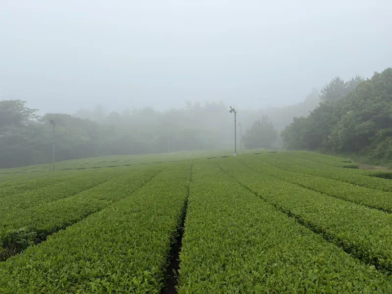 Neat rows of vibrant green tea bushes stretch across a sloping plantation, gradually fading into dense fog that obscures distant trees and the horizon