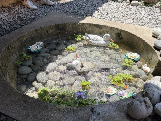 A small round stone pond with a handful of white ducks.