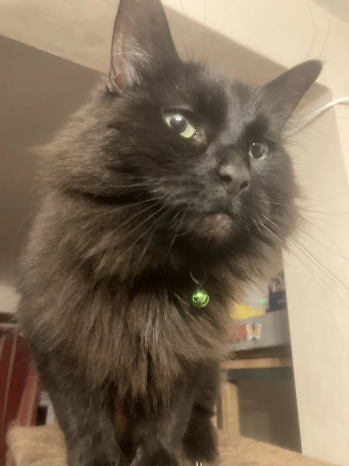 Fluffy by name, Fluffy by nature A fluffy black cat with a green bell on their collar