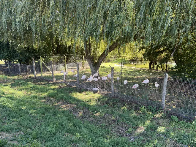 Dozens of pink flamingos graze behind a fence