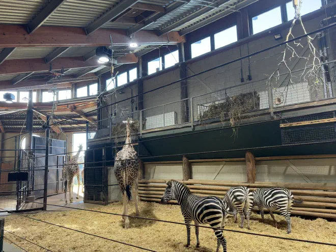 Two Giraffe and three Zebra stand on a straw floor inside