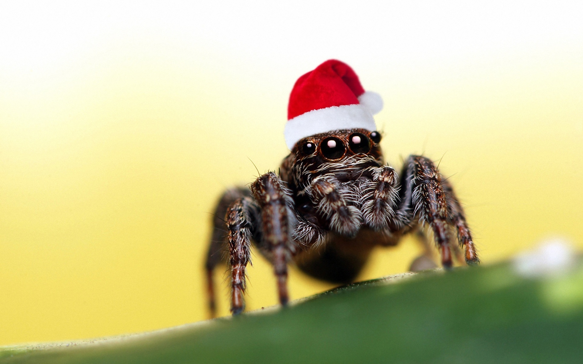 christmas-spider